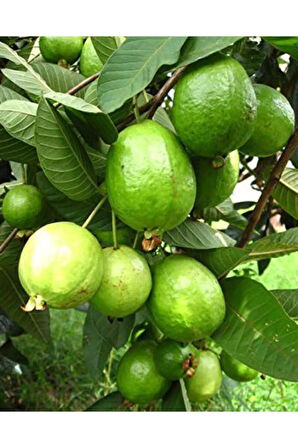 Nadir Ithal Psidium Guava Meyvesi Tohumu Ekim Seti 3 Tohum Saksı Toprak Kombin