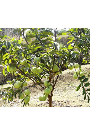 Nadir Ithal Psidium Guava Meyvesi Tohumu Ekim Seti 3 Tohum Saksı Toprak Kombin