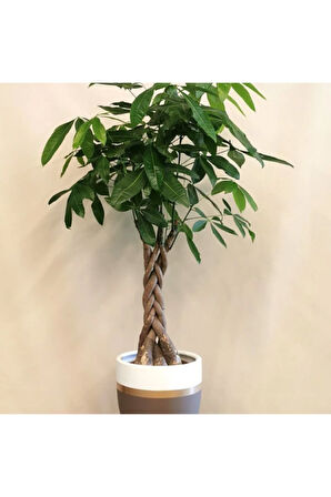 Nadir Pachira Tohumu Ekim Seti 3 Tohum Örgülü Paçira Tohumu Para Bitkisi Saksı Toprak Kombin