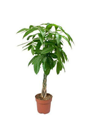 Nadir Pachira Tohumu Ekim Seti 3 Tohum Örgülü Paçira Tohumu Para Bitkisi Saksı Toprak Kombin