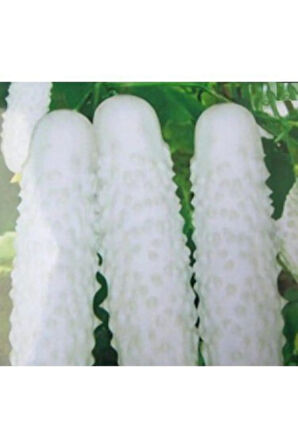 Nadir Ithal Beyaz Salatalık Tohumu Ekim Seti White Cucumber 3 Tohum Saksı Toprak Kombin