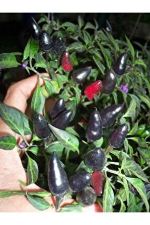 Eko Paket 30 Tohum Nadir Ithal Siyah Çok Acı Süs Biberi Tohumu
