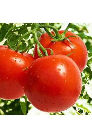 Nadir Nuran Domates Tohumu Ekim Seti 10 Tohum Saksı Toprak Kombin