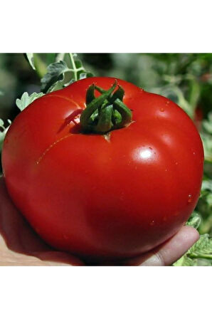 Nadir Nuran Domates Tohumu Ekim Seti 10 Tohum Saksı Toprak Kombin