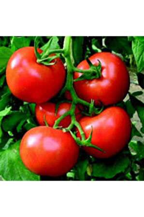 Nadir Nuran Domates Tohumu Ekim Seti 10 Tohum Saksı Toprak Kombin