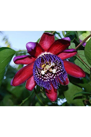 Nadir Passiflora Quadrangularis Tohumu Ekim Seti 3 Tohum Pasiflora Tohumu Saksı Toprak Kombin