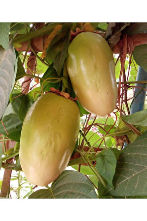 Nadir Passiflora Quadrangularis Tohumu Ekim Seti 3 Tohum Pasiflora Tohumu Saksı Toprak Kombin