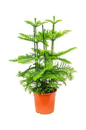 Nadir Ithal Bodur Arokarya Ağacı Tohumu Ekim Seti 3 Tohum Salon Çamı Tohumu Saksı Toprak Kombin