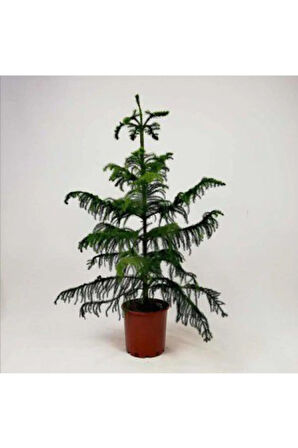 Nadir Ithal Bodur Arokarya Ağacı Tohumu Ekim Seti 3 Tohum Salon Çamı Tohumu Saksı Toprak Kombin