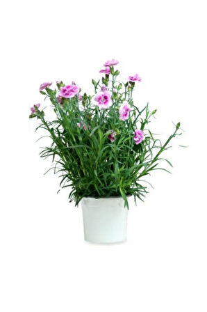 Nadir Ithal Garofano Çiçeği Tohumu Ekim Seti Çiçek Tohumu 5 Tohum Saksı Toprak Kombin