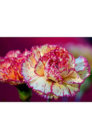 Nadir Ithal Garofano Çiçeği Tohumu Ekim Seti Çiçek Tohumu 5 Tohum Saksı Toprak Kombin