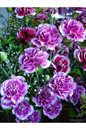 Nadir Ithal Garofano Çiçeği Tohumu Ekim Seti Çiçek Tohumu 5 Tohum Saksı Toprak Kombin