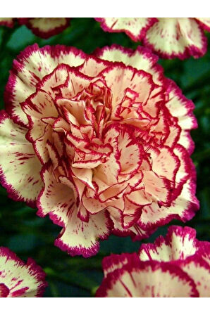 Nadir Ithal Garofano Çiçeği Tohumu Ekim Seti Çiçek Tohumu 5 Tohum Saksı Toprak Kombin