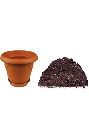 Nadir Kırmızı Küpeli Çiçeği Tohumu 5 Tohum Çiçek Tohumu