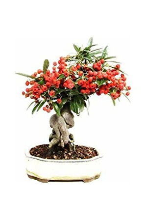 Nadir Ithal Kahve Bonzai Ağacı Tohumu 3 Tohum Bonsai Tohumu