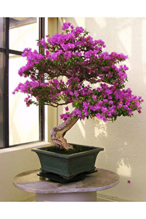 Nadir Ithal Erguvan Bonzai Ağacı Tohumu 25 Tohum Bonsai Tohumu
