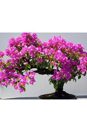 Nadir Ithal Erguvan Bonzai Ağacı Tohumu Ekim Seti 5 Tohum Saksı Toprak Kombin