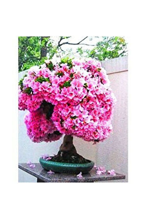 Nadir Ithal Erguvan Bonzai Ağacı Tohumu Ekim Seti 5 Tohum Saksı Toprak Kombin