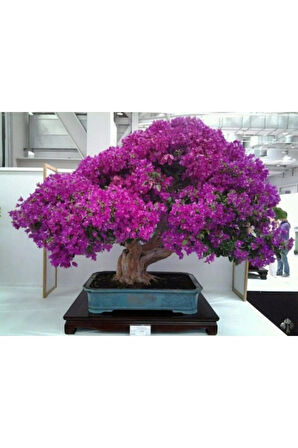 Nadir Ithal Erguvan Bonzai Ağacı Tohumu 5 Tohum Bonsai Tohumu