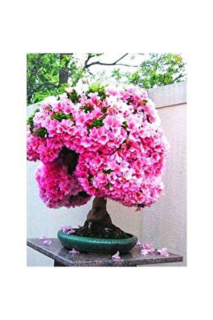 Nadir Ithal Erguvan Bonzai Ağacı Tohumu 5 Tohum Bonsai Tohumu