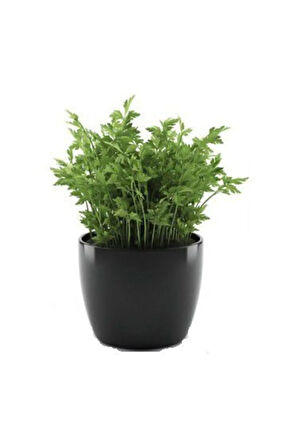 Süper Paket 2000 Tohum Maydanoz Tohumu Geniş Yaprak Maydonoz Tohumu