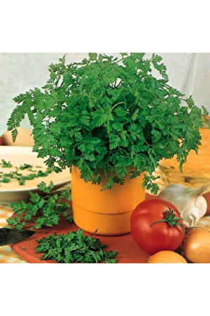 Süper Paket 2000 Tohum Maydanoz Tohumu Geniş Yaprak Maydonoz Tohumu