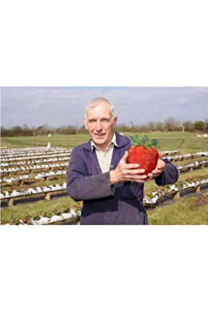 Ithal Nadir Dev Çilek Tohumu Yediveren Güney Amerika Çileği Tohumu 10 Tohum