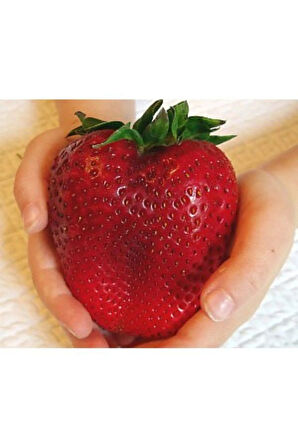 Ithal Nadir Dev Çilek Tohumu Yediveren Güney Amerika Çileği Tohumu 10 Tohum