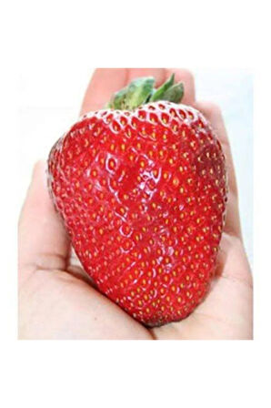 Ithal Nadir Dev Çilek Tohumu Yediveren Güney Amerika Çileği Tohumu 10 Tohum