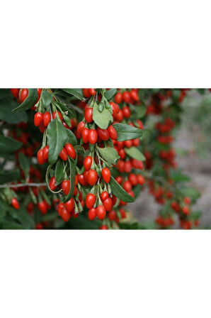 Ithal Goji Berry Tohumu Ekim Seti Kurt Üzümü Tohumu Gojiberry Tohumu Saksı Toprak Kombin