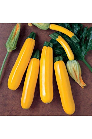 Ithal Nadir Endonezya Sarı Kabak Tohumu Ekim Seti 3 Tohum Saksı Toprak Kombin