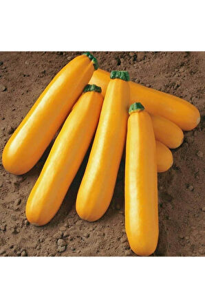 Ithal Nadir Endonezya Sarı Kabak Tohumu Ekim Seti 3 Tohum Saksı Toprak Kombin