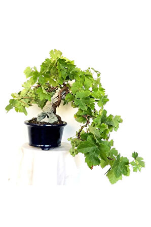 Nadir Ithal Bodur Sarı Üzüm Bonzai Ağacı Tohumu 5 Tohum Bonsai Tohumu