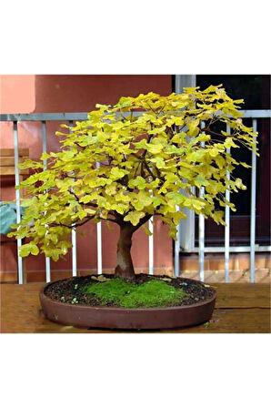 Nadir Ithal Bodur Sarı Üzüm Bonzai Ağacı Tohumu 5 Tohum Bonsai Tohumu