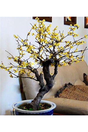 Nadir Ithal Bodur Sarı Üzüm Bonzai Ağacı Tohumu 5 Tohum Bonsai Tohumu