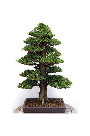 Nadir Ithal Bodur Lübnan Sediri Bonzai Ağacı Tohumu 5 Tohum Bonsai Tohumu