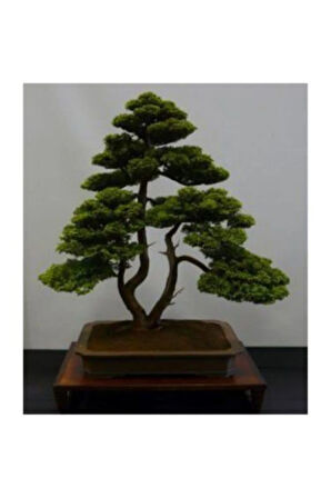 Nadir Ithal Bodur Lübnan Sediri Bonzai Ağacı Tohumu 5 Tohum Bonsai Tohumu