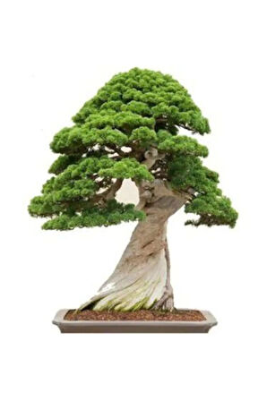 Nadir Ithal Bodur Okaliptüs Bonzai Ağacı Tohumu 5 Tohum Bonsai Tohumu