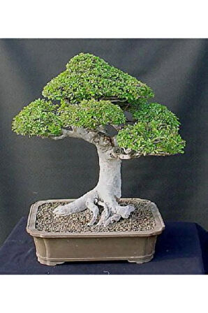 Nadir Ithal Bodur Okaliptüs Bonzai Ağacı Tohumu 5 Tohum Bonsai Tohumu