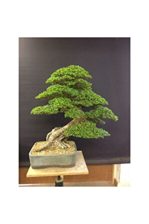 Nadir Ithal Bodur Okaliptüs Bonzai Ağacı Tohumu 5 Tohum Bonsai Tohumu