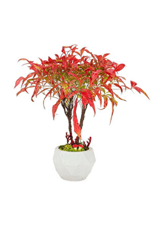 Nadir Ithal Bodur Cennet Bonzai Ağacı Tohumu 5 Tohum Bonsai Tohumu