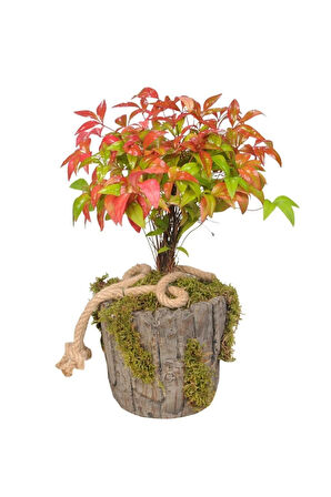 Nadir Ithal Bodur Cennet Bonzai Ağacı Tohumu 5 Tohum Bonsai Tohumu