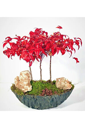 Nadir Ithal Bodur Cennet Bonzai Ağacı Tohumu 5 Tohum Bonsai Tohumu