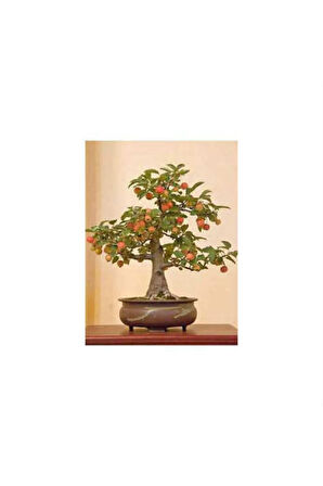 Nadir Ithal Elma Bonzai Ağacı Tohumu 3 Tohum Bonsai Tohumu