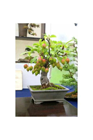 Nadir Ithal Elma Bonzai Ağacı Tohumu 3 Tohum Bonsai Tohumu
