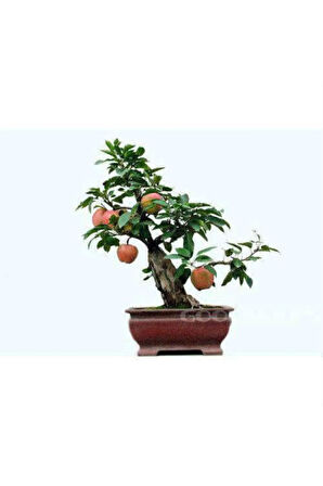 Nadir Ithal Elma Bonzai Ağacı Tohumu 3 Tohum Bonsai Tohumu