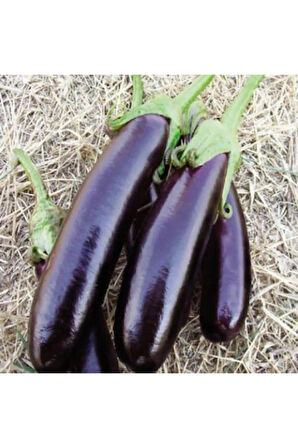 Kemer Patlıcan Tohumu Ekim Seti 15 Tohum Saksı Toprak Kombin