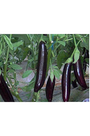 Kemer Patlıcan Tohumu Ekim Seti 15 Tohum Saksı Toprak Kombin