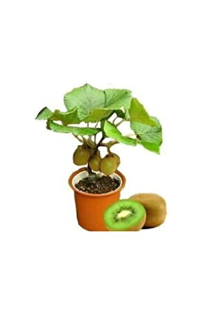 Nadir Ithal Bodur Kivi Bonzai Ağacı Tohumu 5 Tohum Bonsai Tohumu