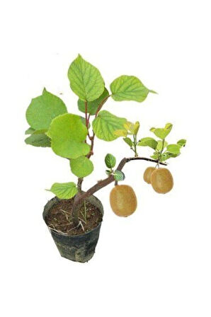 Nadir Ithal Bodur Kivi Bonzai Ağacı Tohumu 5 Tohum Bonsai Tohumu
